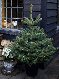 How To Care For Your Potted Christmas Tree Christmas Tree Plant Potted Christmas Trees Christmas Tree Care