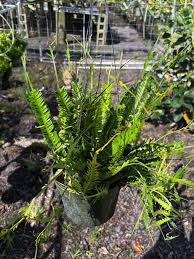 Image result for Asplenium ceii