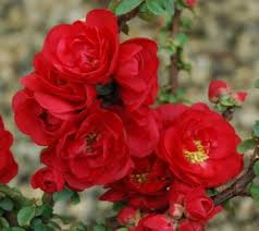 Maybe you would like to learn more about one of these? Double Take Scarlet Storm Flowering Quince New Life Nursery