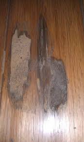 Damage Archives A Page 7 Of 12 A Probest Pest Management Home Of Termite Holes In Wood Floor Wood Floors Termites Flooring
