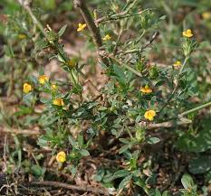 Image result for Stylosanthes fruticosa