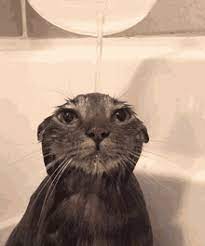 Cat Bath Gifs Tenor