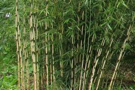 We would like to show you a description here but the site won't allow us. Bamboo Robusta Formidable Bamboo Fargesia Robusta Formidable