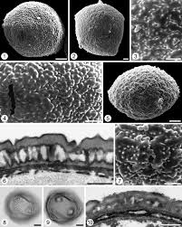 Image result for Acalypha polymorpha