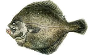 Knochenfisch mit seitlich stark abgeflachtem asymmetrischem körper, der beide augen u. Water Cartoon 653 406 Transprent Png Free Download Fish Flatfish Tilapia Cleanpng Kisspng
