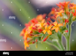 Image result for Kalanchoe lateritia