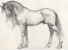 Pferd Zeichnen Tieregezeichnet Pferd Tierezeichnen Tieregezeichnet Zeichnen Pferde Zeichnen Tiere Zeichnen Pferde Skizze