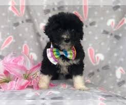 We have expanded our breeding program to include moyen poodles, bernedoodles, australian mountain doodles. View Ad Aussiedoodle Puppy For Sale Near Florida Lakeland Usa Adn 186474