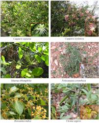 Image result for Celastraceae