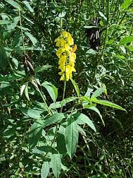Image result for Crotalaria pallidicaulis