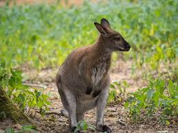 Discover more posts about wallabies. Bennett S Wallaby