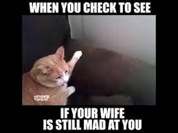 Animals Too Have To Deal With Their Mad Wives 14 Memes Cute Cats And Dogs You Mad Funny Gif