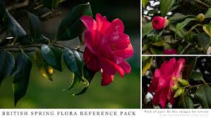 All other reference photos will be deleted. Artstation Flowers Plants British Spring Flora Reference Pack Resources