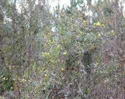 Image result for Gelsemiaceae