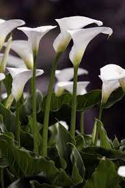 Pin By Jennifer Menighan On Flowers Calla Lily Calla Lillies Calla Lily Flowers