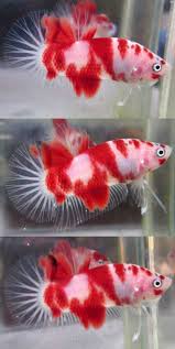 Item Fwbettashmp1428932066 Nice Koi Hmpk Male P164 Ends Mon Apr 13 2015 08 34 26 Am Cdt Betta Fish Beautiful Tropical Fish Betta