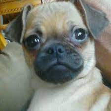 Chugs Puppy Chug Puppies Chug Dog Puppies For Sale
