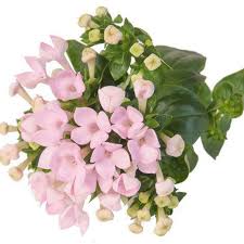 Image result for Bouvardia longiflora