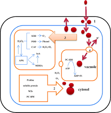 Image result for Halopyrum mucronatum