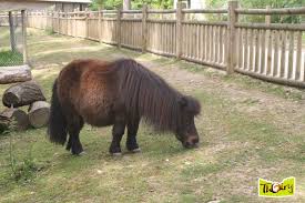 Poney Mini Ferme Parc Zoologique De Thoiry Parc Zoologique Thoiry Zoo