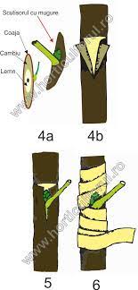 Mai mult rana care se face pe portaltoi în momentul altoitului e relativ mică și se vindecă ușor. Altoirea Pomilor Fructiferi Vara Toamna Metoda Film Poze Horticultorul Ro