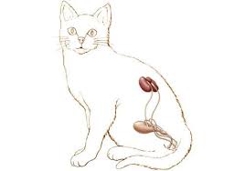 Kedilerde Ureme Ureme Canli Vucudu Icin Exotic Shorthair Ve Iran Kedileri Facebook