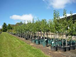 Redbuds, flowering pear trees, deciduous magnolias, dogwood trees and ornamental cherry trees are the earliest spring what are the best dwarf flowering trees? Trees For Sale Victoria Tom And Erin S Nursery Tom Erin S Nursery