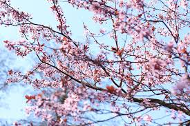 Mit der richtigen wahl der gartenpflanzen und ein bisschen pflege steht diesem ziel nichts im wege. Heiter Wolkig To Huus Schroders Garten Luneburg Eine Weitere Wordpress Website