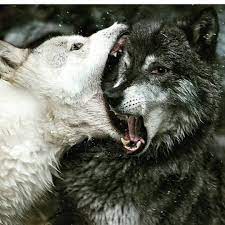 Check spelling or type a new query. Wolf Wildlife Wolves Wild Husky Dog Wildwolves Wolfman Wolflover Bark Community Babywolf Wild Wolves Photography Wolf Photography Wildlife Animals