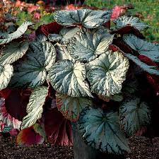 Maybe you would like to learn more about one of these? Begonia Silver Lace Terra Nova Nurseries Inc