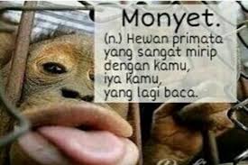 Jeritan terdengar nyaring dari puncak pohon tepat sebelum bayi monyet capuchin menemui ajalnya. Pin Di Lucu
