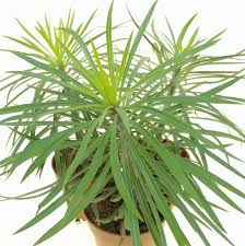 Image result for Kleinia sp.no.1