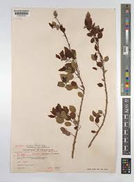 Image result for Maprounea