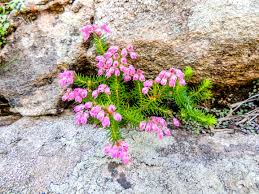 Image result for Crabbea nana