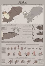There are 10404 vampire bat for sale on etsy, and they cost $25.31 on average. Bats Reference Poster For Sale By Wingedsonar On Deviantart Bat Anatomy Chiroptera Bat Art