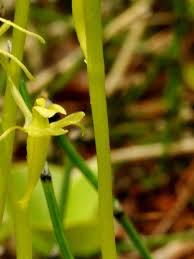 Image result for Liparis odontochilos