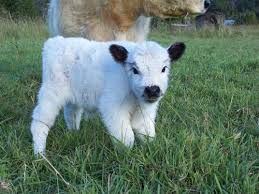 Miniature Fluffy Cow Seeing You Innocently Http Ift Tt 2ggmg62 Cute Animals Cute Baby Animals Fluffy Cows