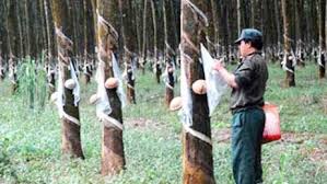 Kết quả hình ảnh cho RUBBER TIMBER FROM VIETNAM