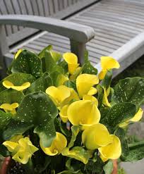 Cheap summer plants at rs 20 you can buy these plants all over india at very reasonable price, these are summers best plants for pots. Best Summer Bulbs For Containers