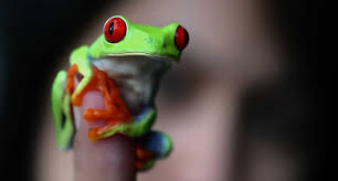 White's tree frog care is pretty simple as far as caring for exotic pets goes. The Best Pet Frogs For Beginners Reptile Centre