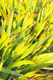 Image result for Wachendorfia