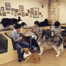 Pin By Melissa Archibeque On Dog Cafe Dog Cafe Dog Lounge Dog Hotel