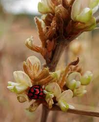 Image result for Flemingia