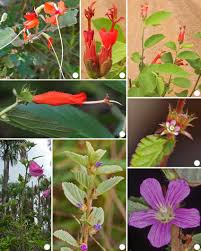 Image result for Malvaceae: Byttnerioideae, Helicteroideae
