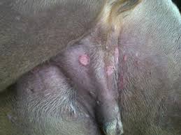 One of the main causes of the disease is the lack of strong. Dog Skin Rash In Red Patches And Hair Loss Back Part Of Body Organic Pet Digest