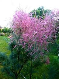 Image result for tamarix ramosissima pink cascade