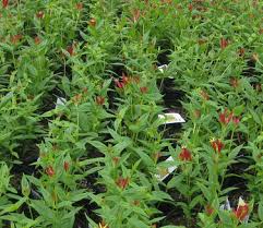 Image result for Spigelia
