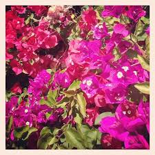 3pm Bougainvillea I Love You Bougainvillea Flowers Live Colorfully