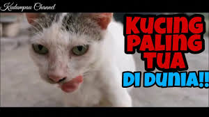 7 hantaran kahwin yang pelik. Kucing Paling Tua Di Dunia Pelik Tapi Benar Youtube