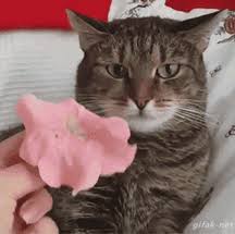 They Tried To Put Me On The Cover Of Vogue Cat Https Encrypted Tbn0 Gstatic Com Images Q Tbn 3aand9gcs4 8swadgjiqc5dhoiau70jfydjp8evis1za Usqp Cau